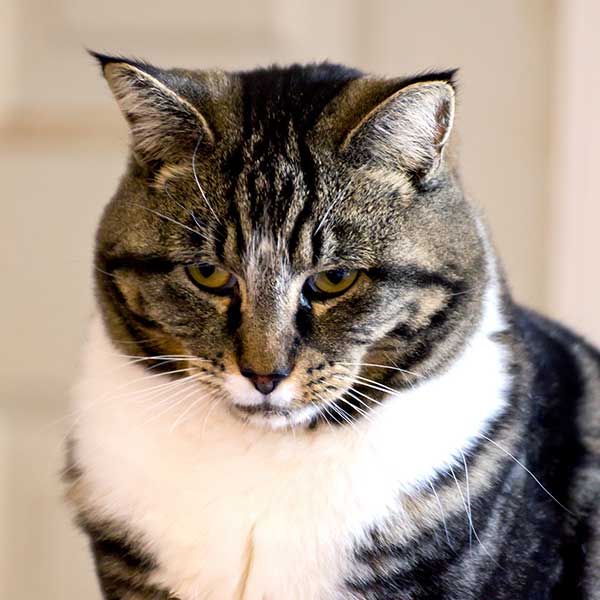 チームリーダー