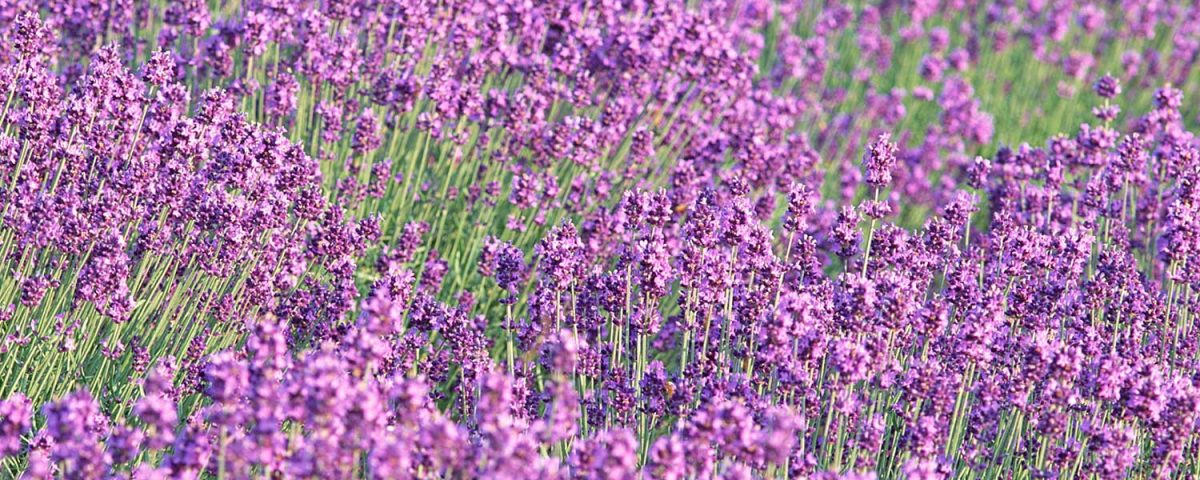 ハーブ畑にいるような心地